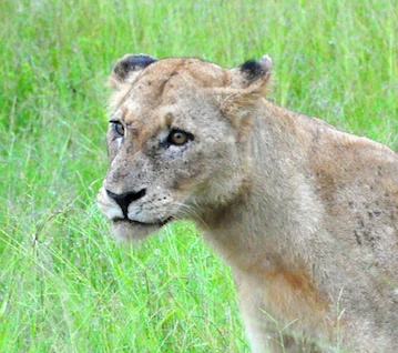 Melanie Heinrich - travel images - Lion Sands Private Game Reserve